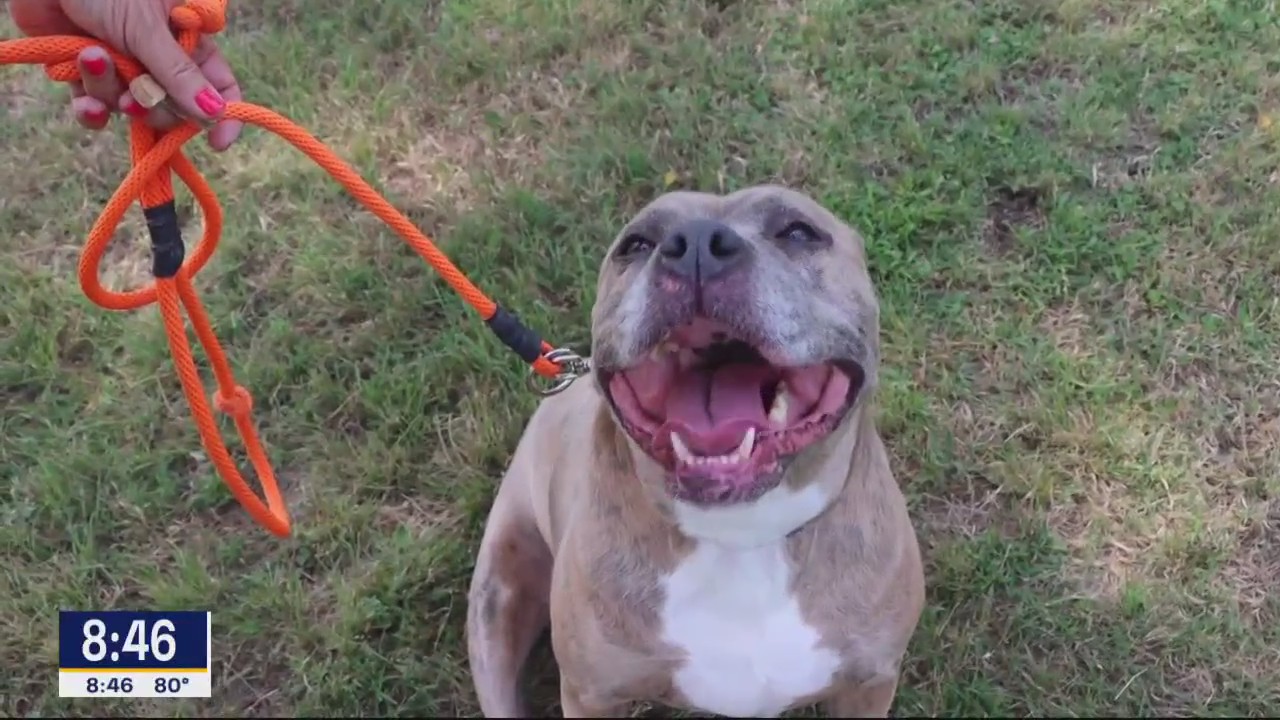 Dog of the Day: Sindi