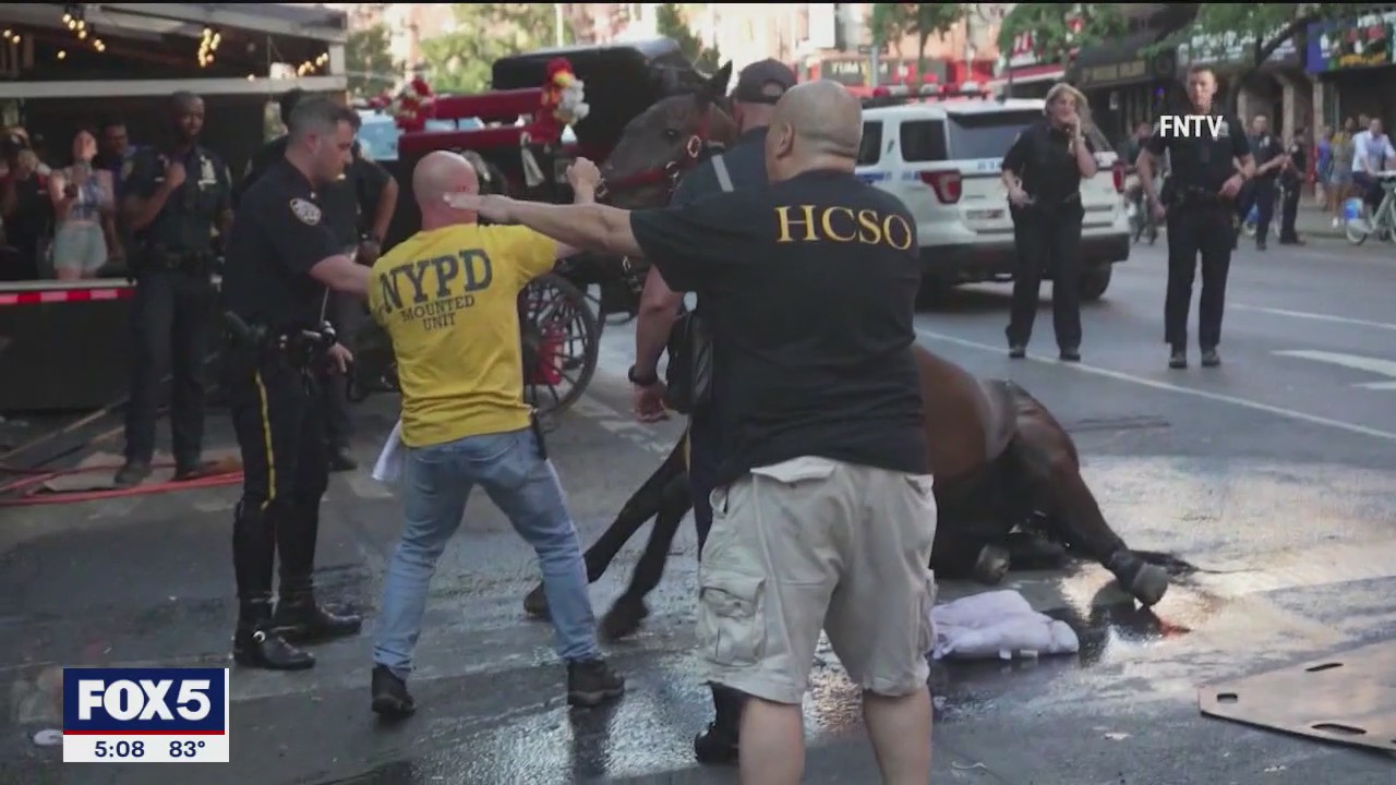 Carriage driver found not guilty of animal abuse after his horse ...