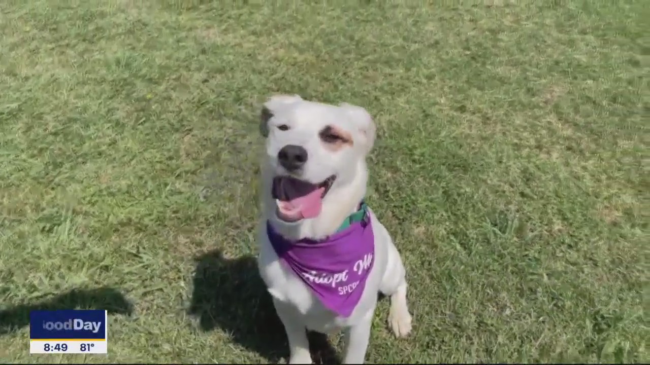 Dog of the Day: Wishbone