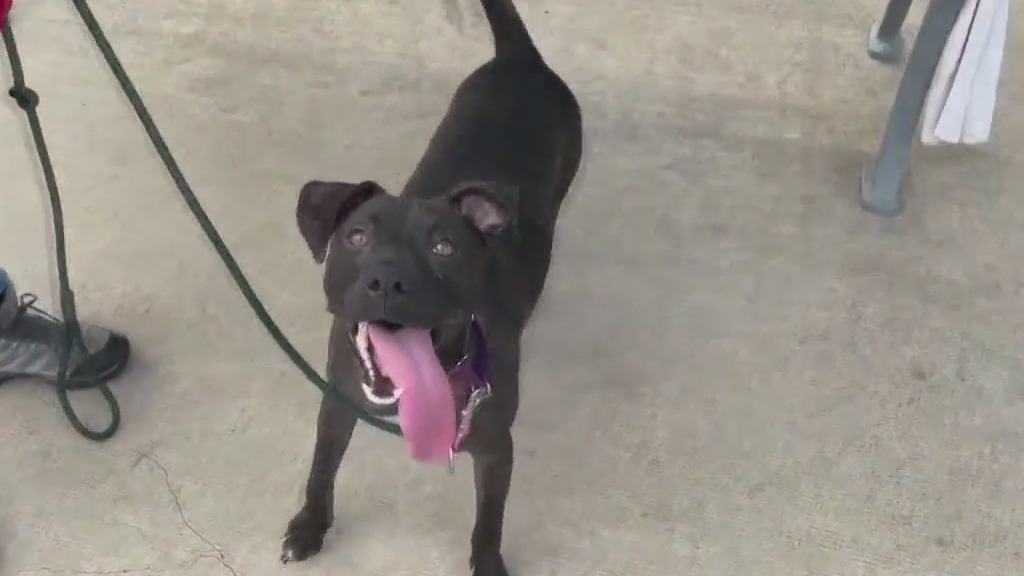 Pet of the Day: Amythest