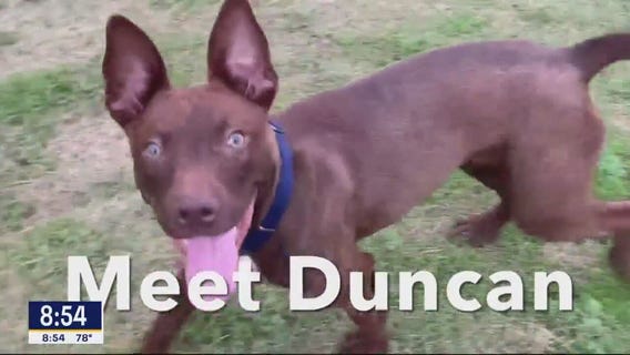 Dog of the Day: Duncan