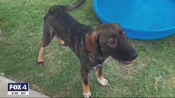 Dog of the Day: Dominus