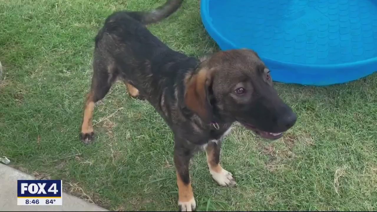 Dog of the Day: Dominus