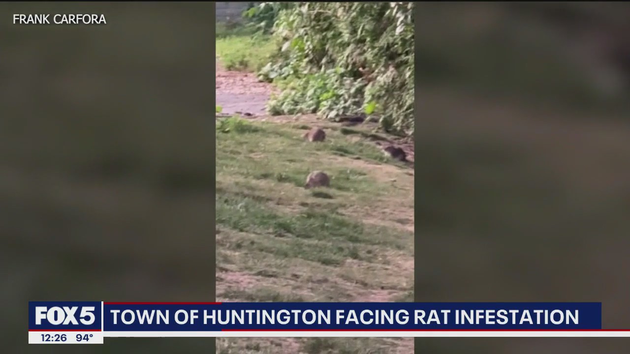 Rat infestation in Huntington, Long Island