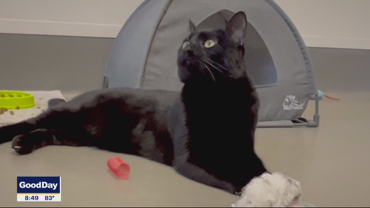 Pet of the Day: Mr. Tibbs