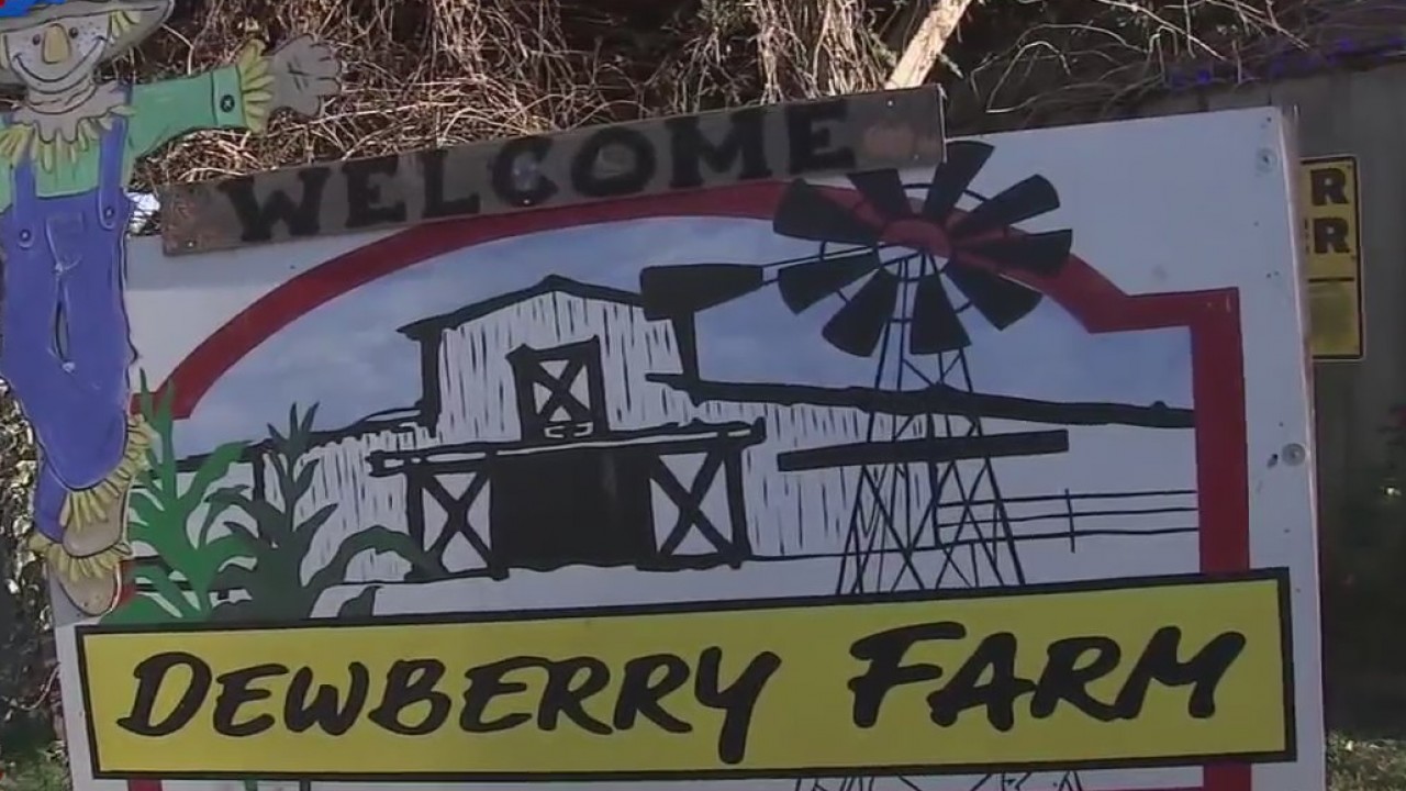 Bayou City Buzz: Dewberry Christmas Tree Farm