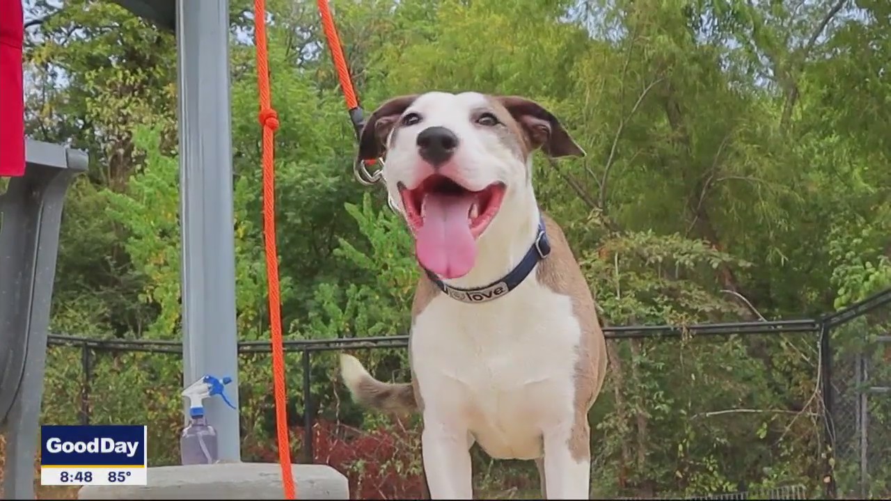 Dog of the Day: Oompa