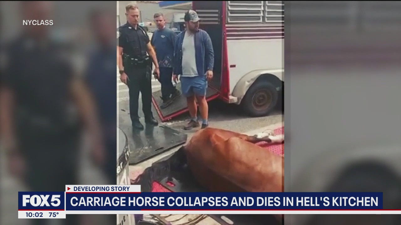 Carriage horse dies after collapsing in Manhattan