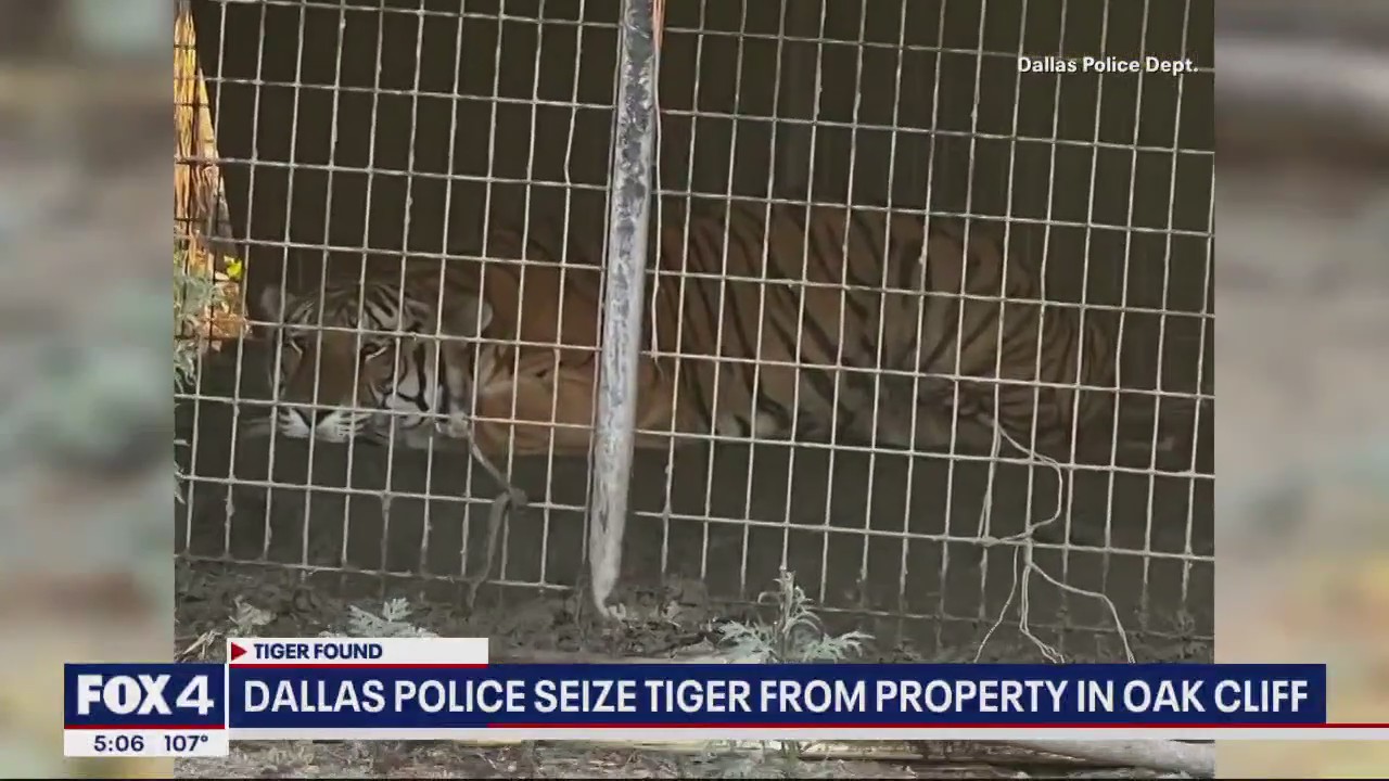 Tiger found in Dallas during animal cruelty investigation | FOX 4 ...