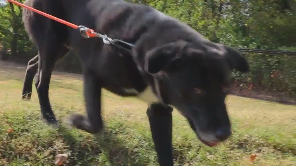 Pet of the Day: Mister Man