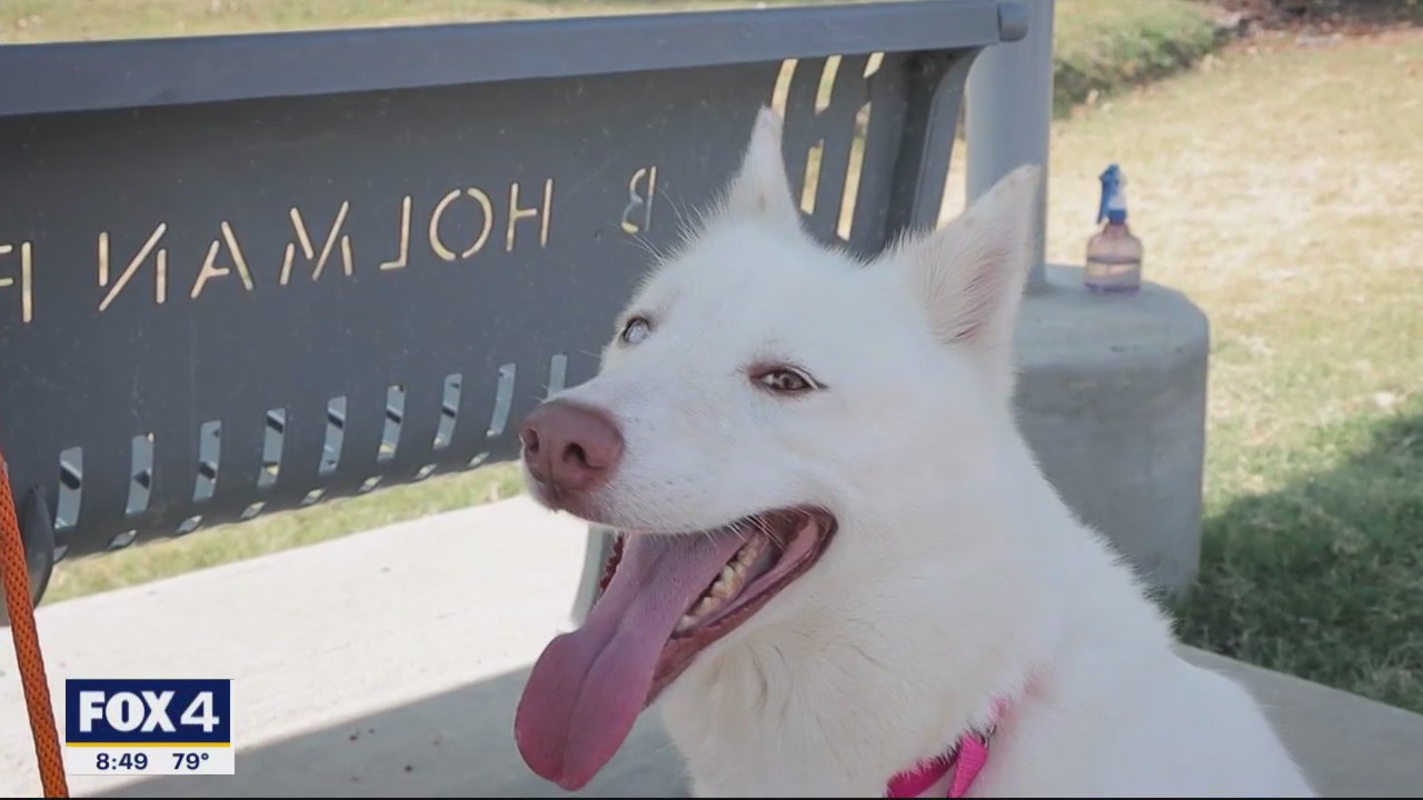 Dog of the Day: Pearl