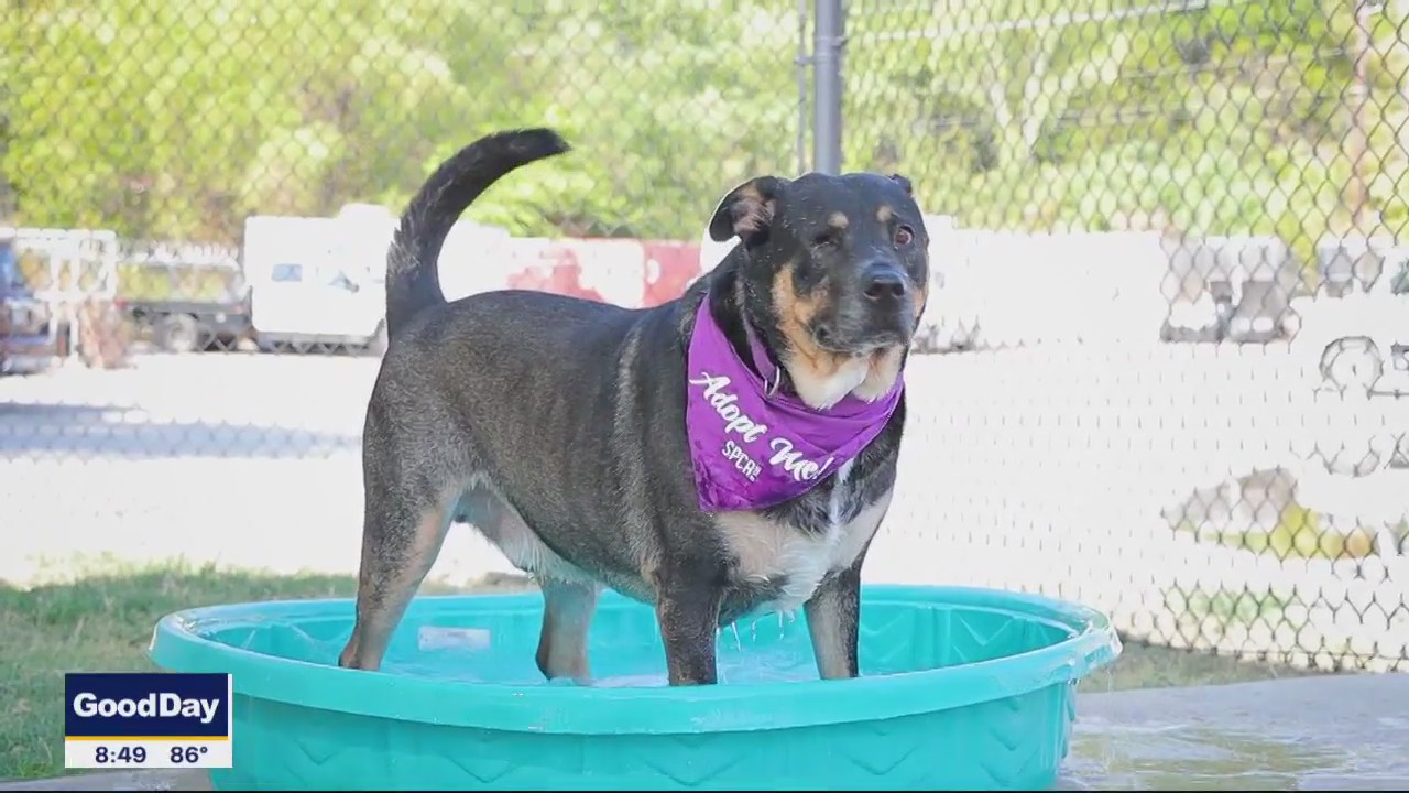 Dog of the Day: One-Eyed Jack