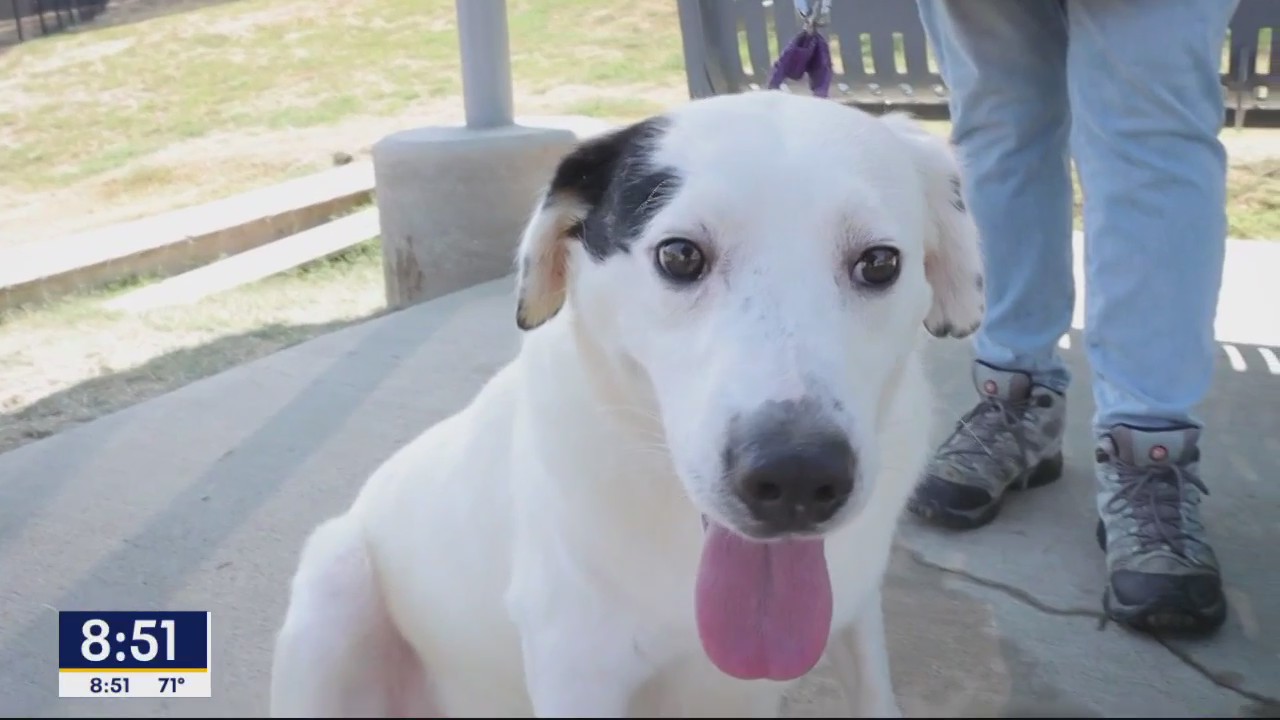 Dog of the Day: Bubble Bass