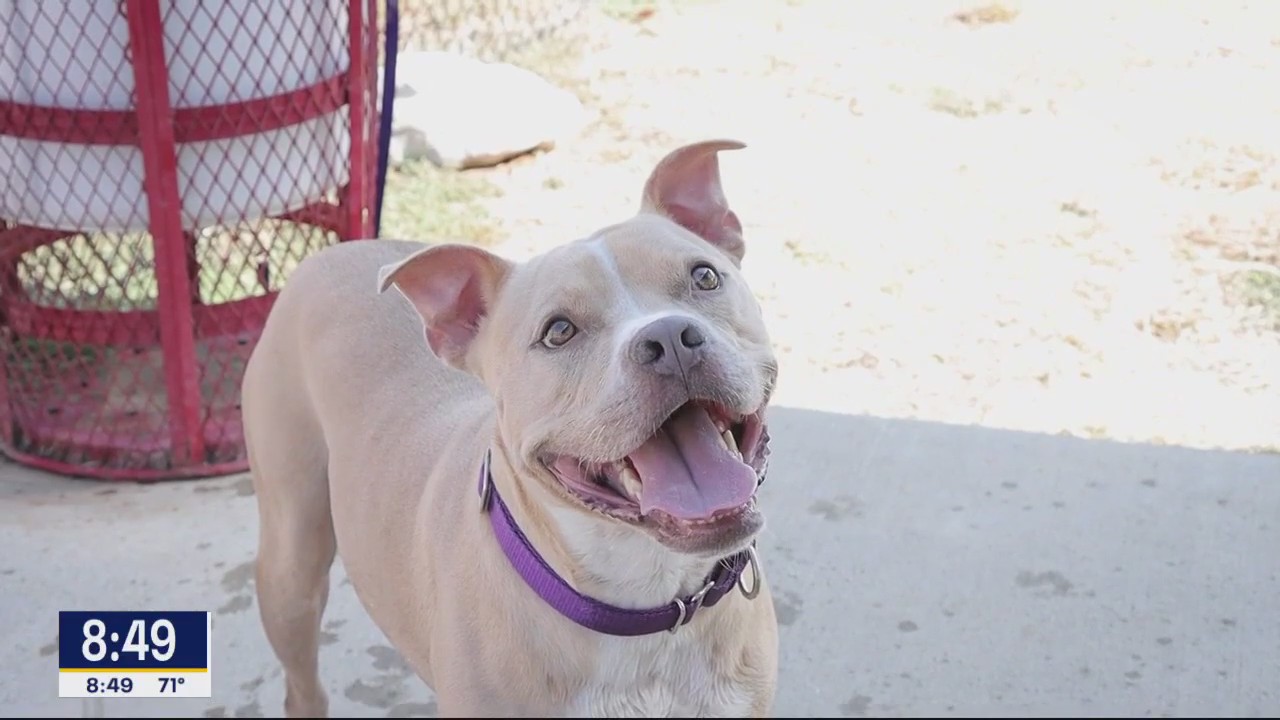 Dog of the Day: Antonio