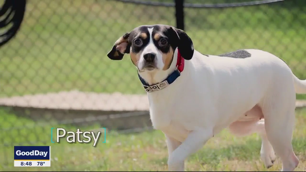Dog of the Day: Patsy