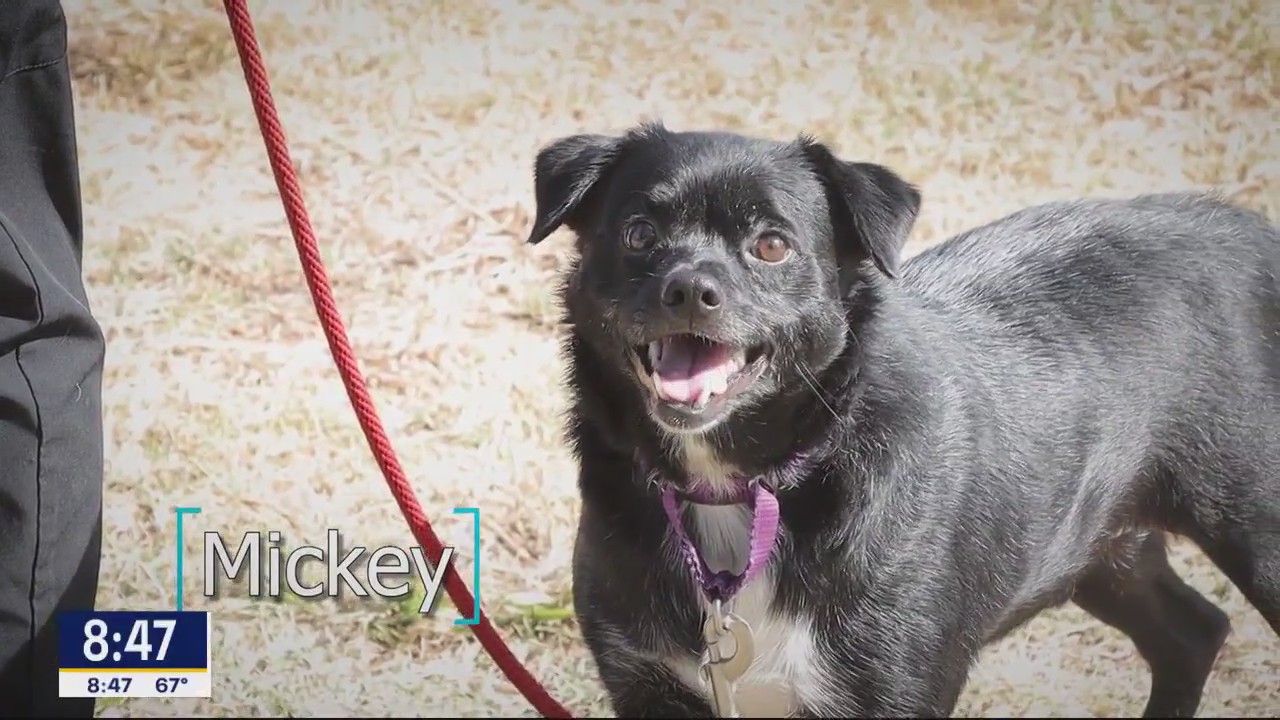 Dog of the Day: Mickey