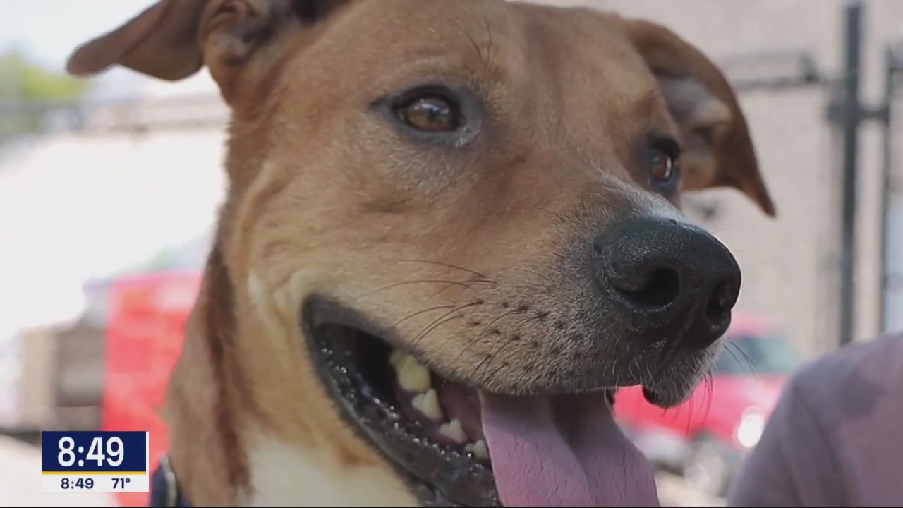 Dog of the Day: Chester