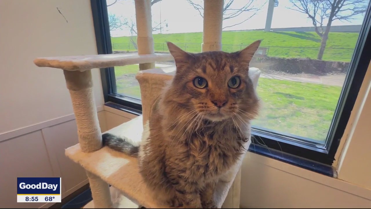 Pet of the Day: Nikolai