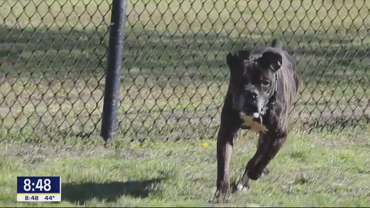 Dog of the Day: Bentley