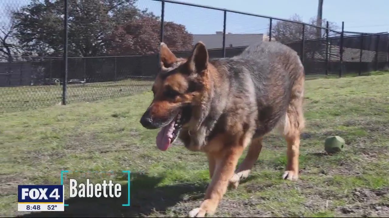 Dog of the Day: Babette