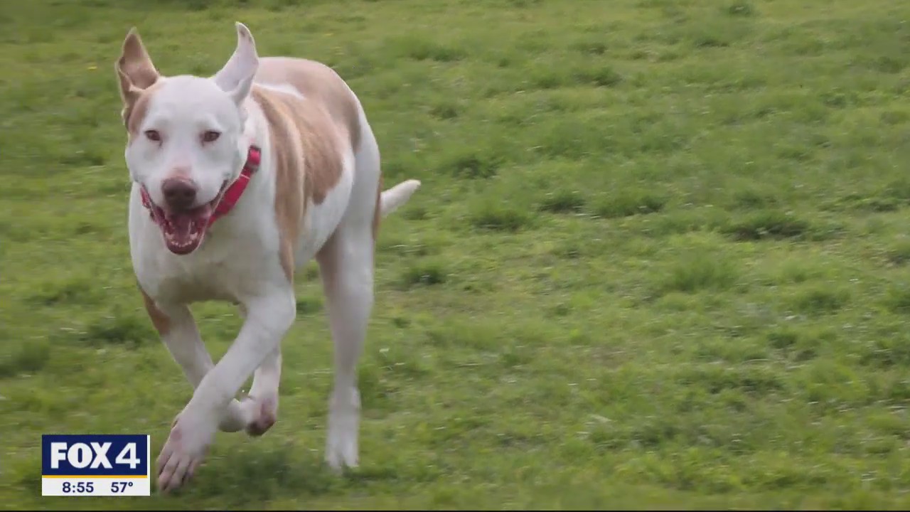 Dog of the Day: Tootie