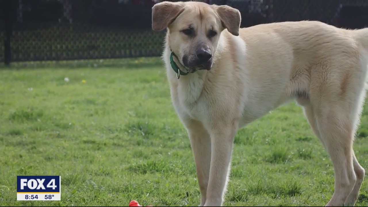 Dog of the Day: Cannon