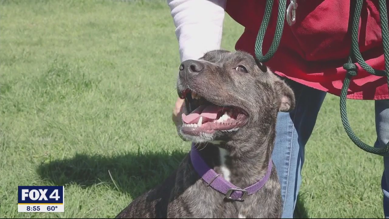 Dog of the Day: Palmer