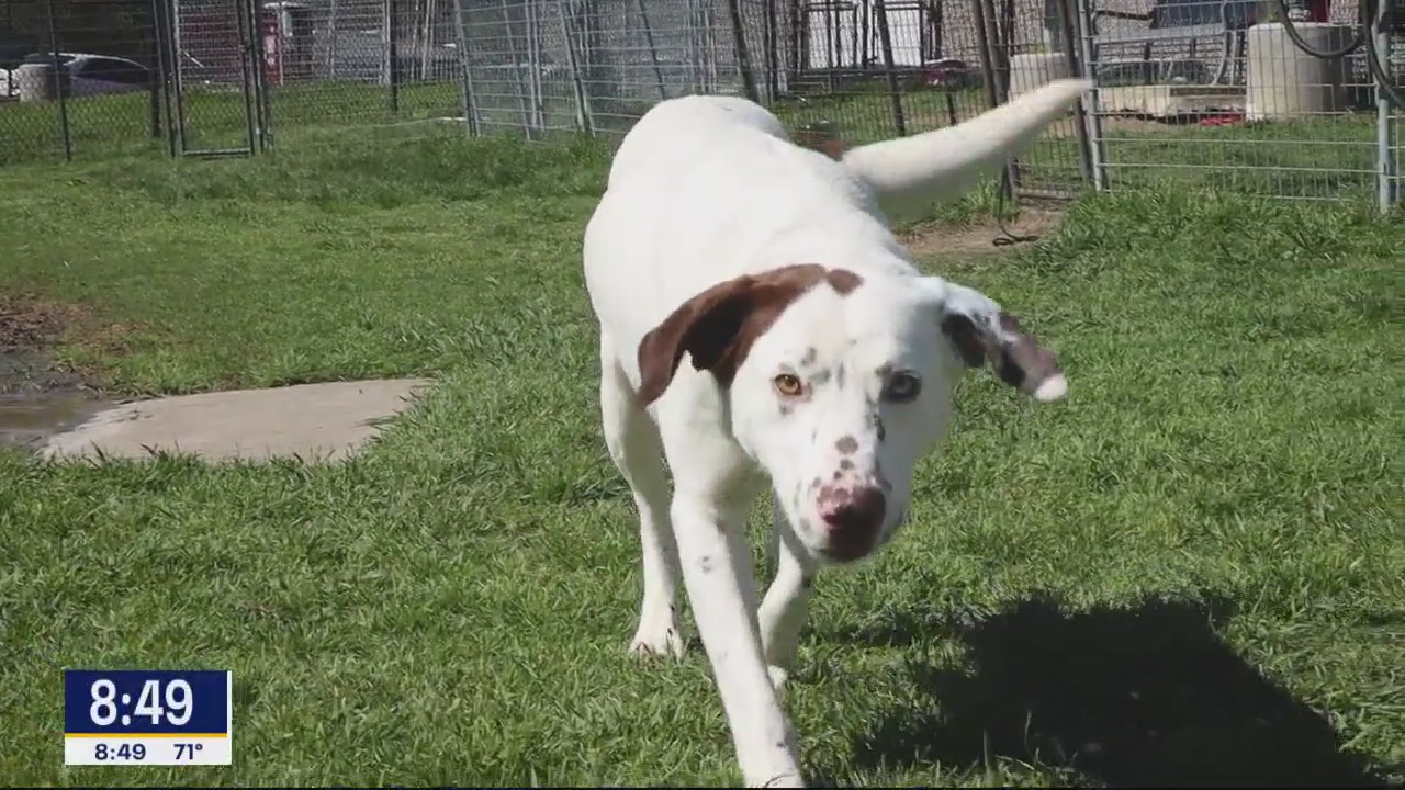 Dog of the Day: Freckles