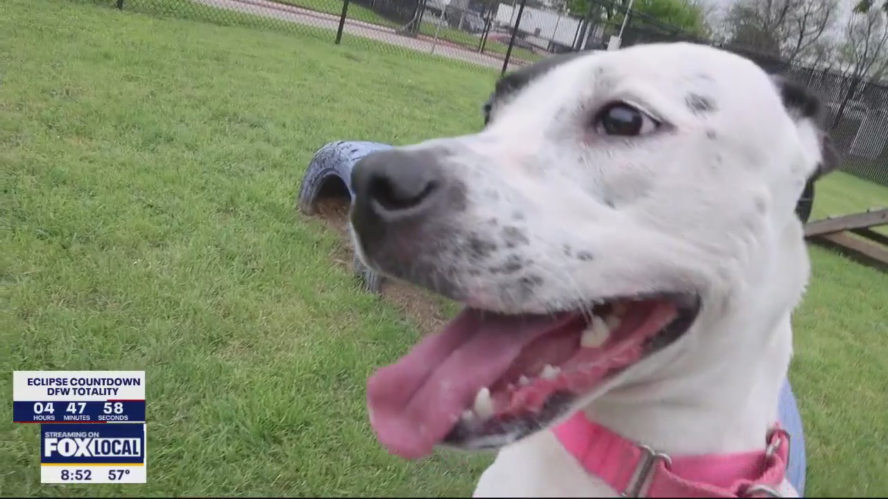 Dog of the Day: Chata