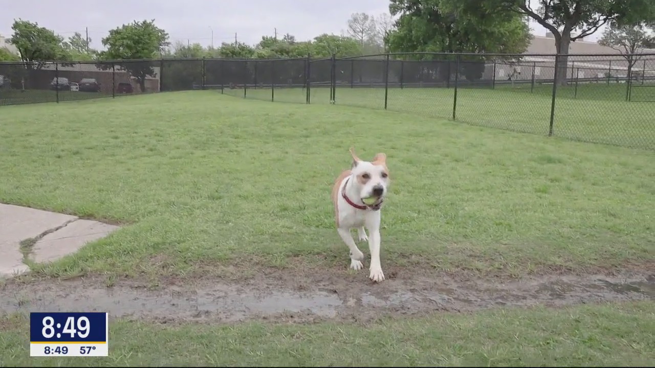 Dog of the Day: Bannon