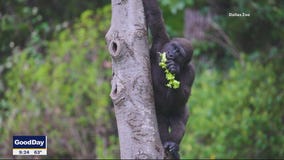 How will animals react to the solar eclipse?