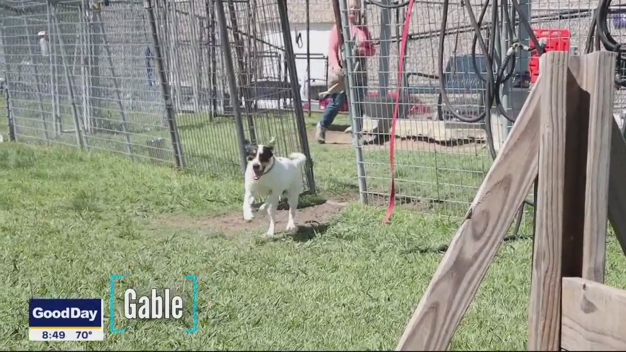 Dog of the Day: Gable