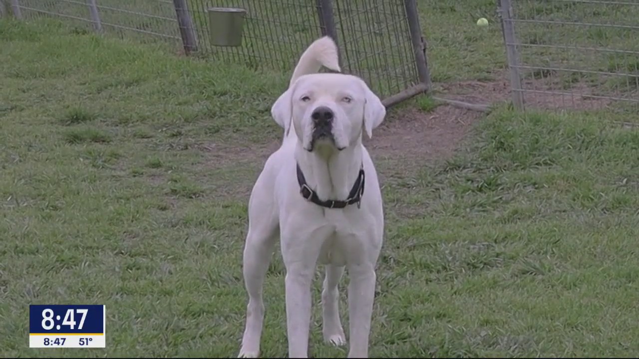 Dog of the Day: Scottie