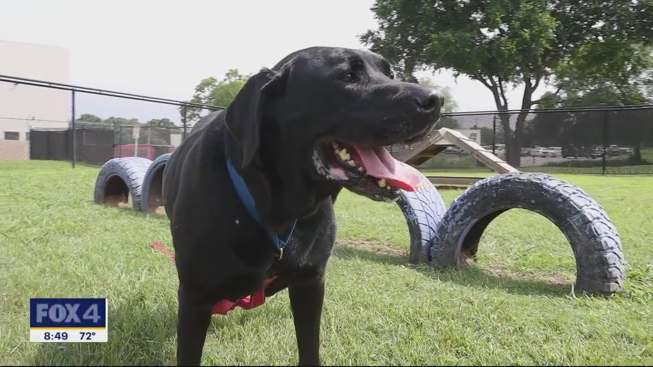 Dog of the Day: River