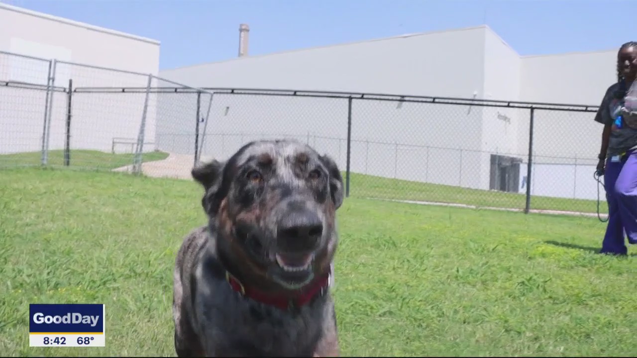 Dog of the Day: Sticks