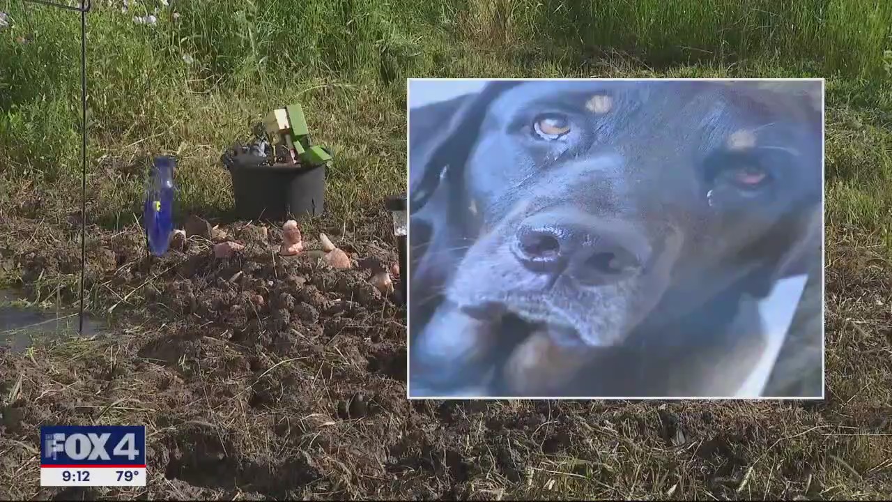 Sheriff hush on outcome of probe into dog shooting