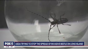 USDA working to stop the spread of invasive beetle species on Long Island