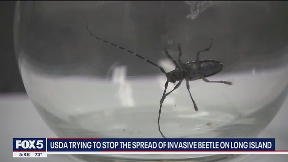 USDA working to stop the spread of invasive beetle species on Long Island