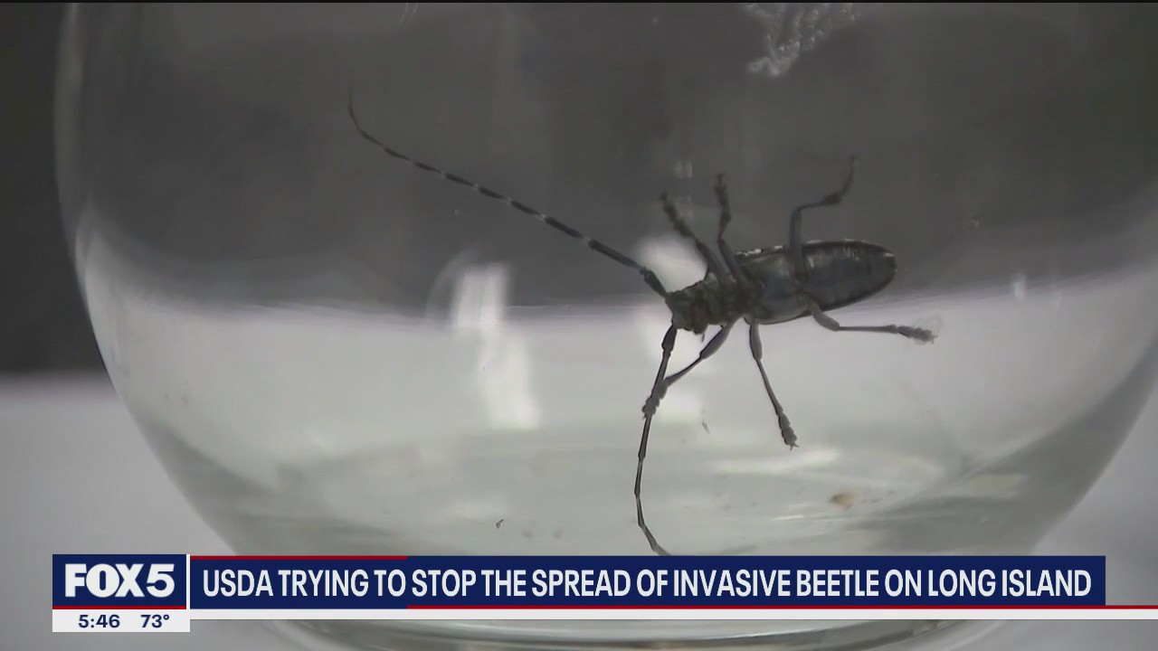 USDA working to stop the spread of invasive beetle species on Long Island