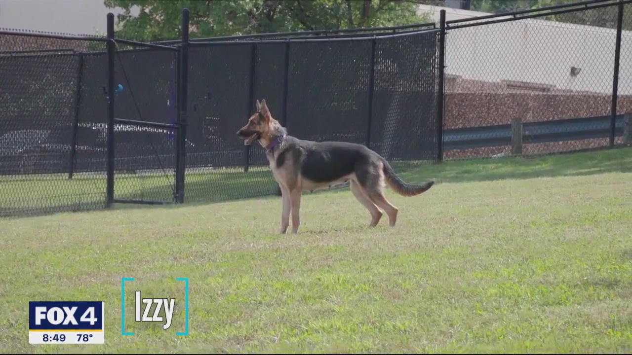 Dog of the Day: Izzy