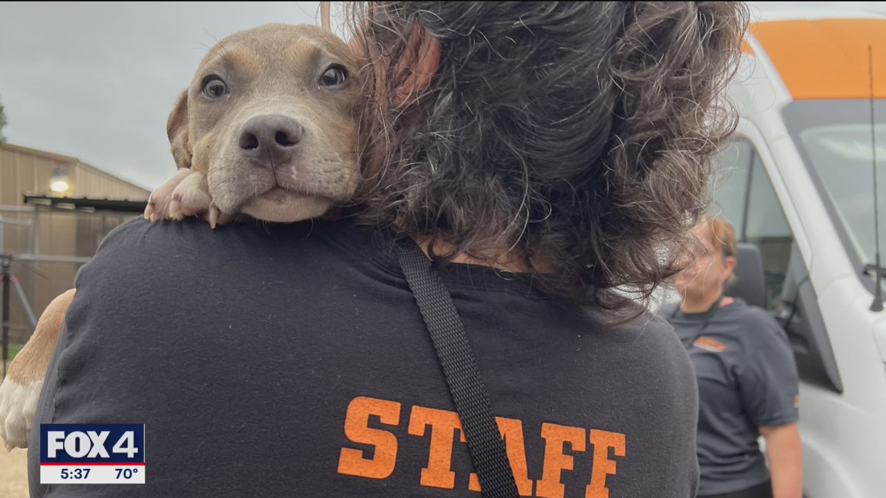 Homeless animals to be moved after shelter floods