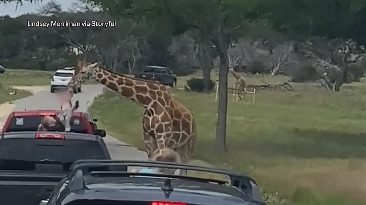 VIDEO: Toddler tossed by giraffe at Fossil Rim