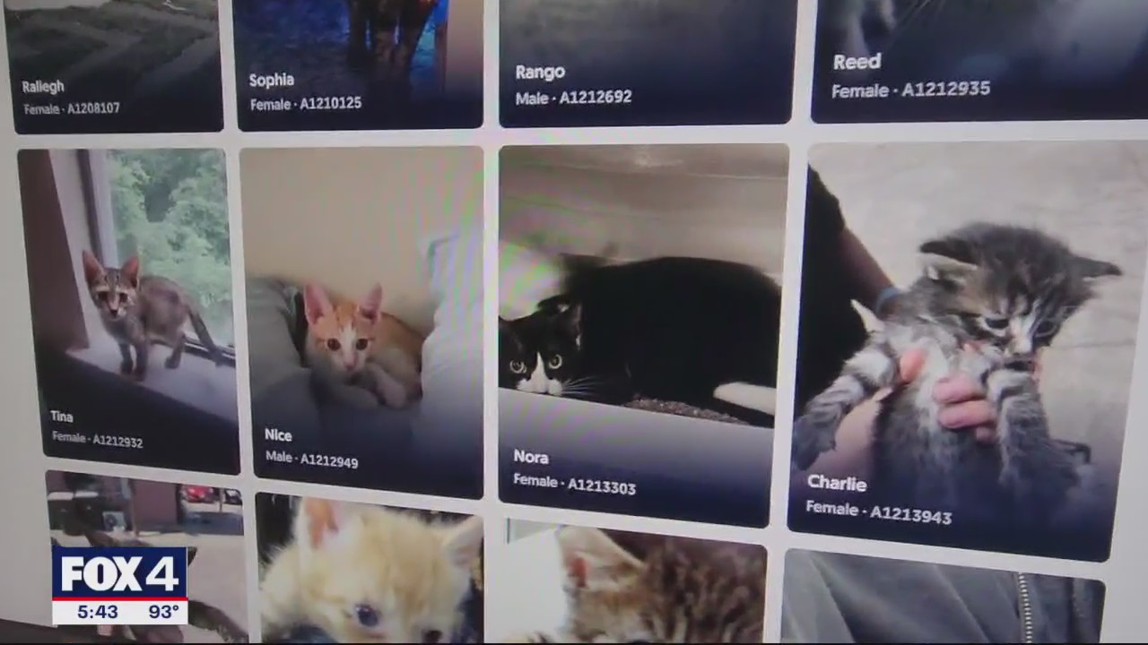 Dallas Animal Shelter dealing with overcrowding