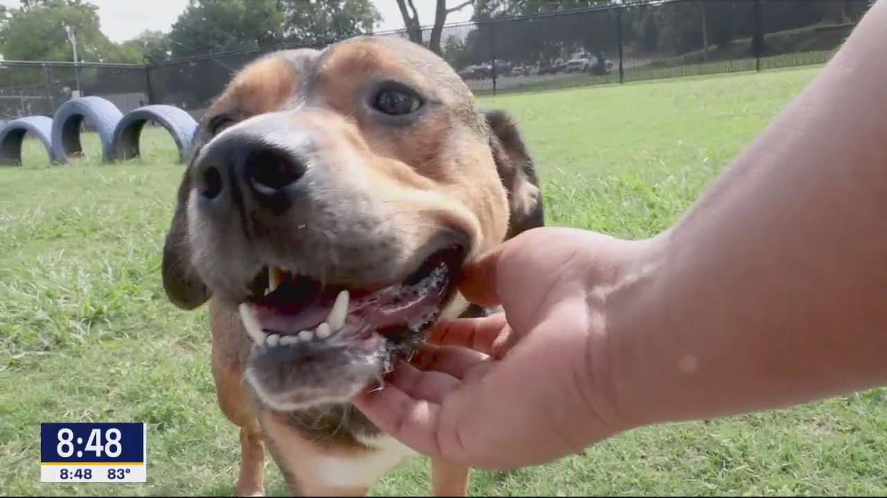 Dog of the Day: Brynn