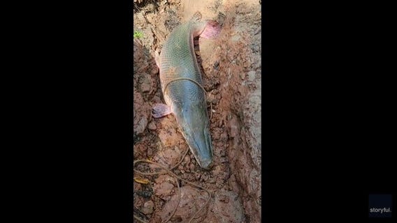 Houston fifth grader catches record breaking 8-foot alligator gar: video