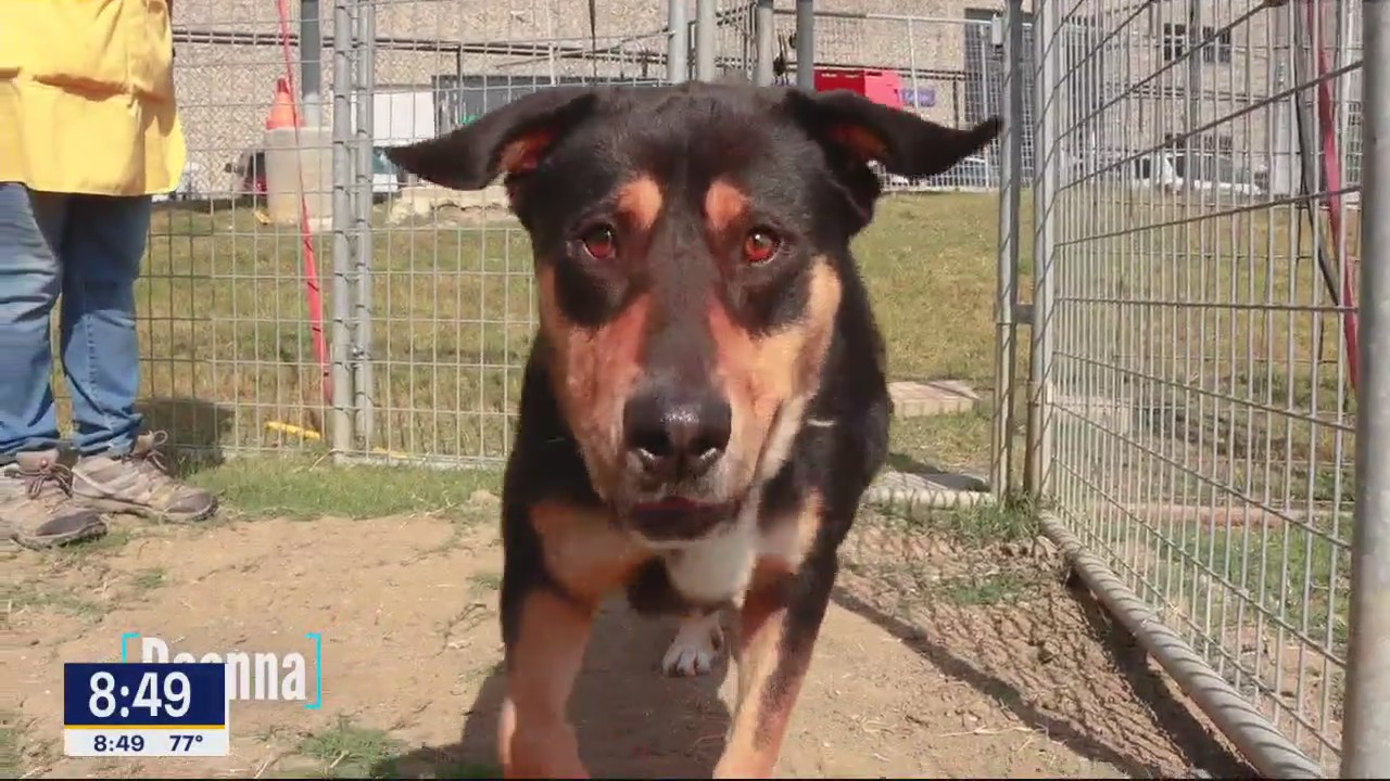 Dog of the Day: Deanna