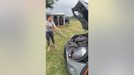 Texas mom fearlessly removes snake from car engine: video