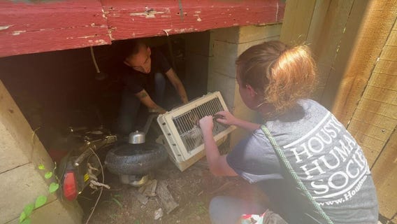 VIDEO: Cat rescued by Houston Humane Society