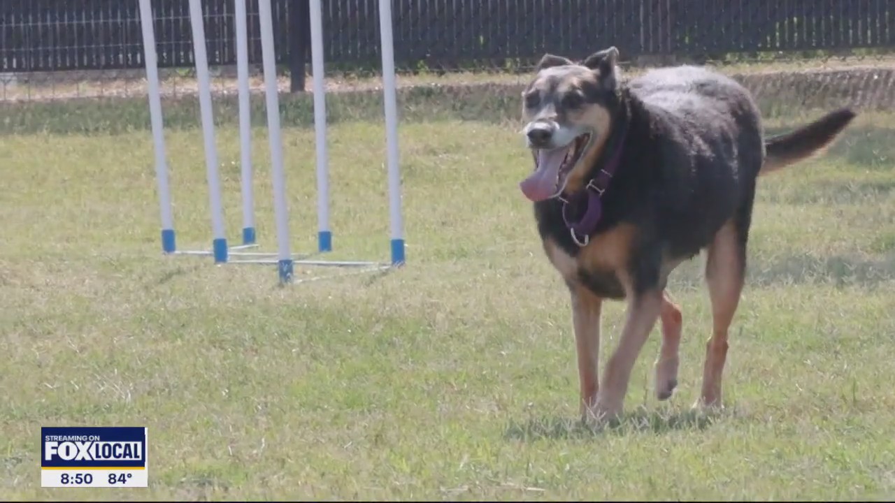 Dog of the Day: Myla