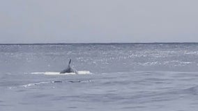 Rare whale spotted off of the Texas coast